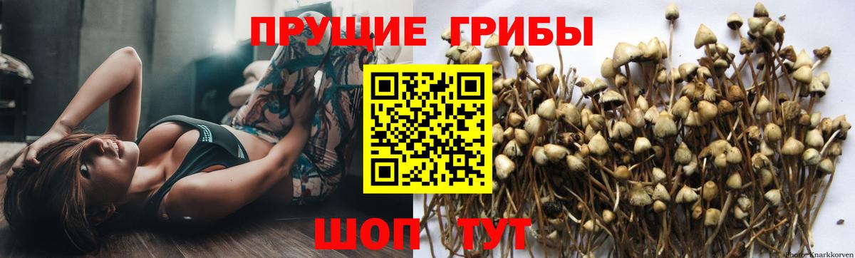 Галлюциногенные грибы Psilocybine cubensis  Вход с VPN  Камышин  Галлюциногенные грибы Cubensis 
